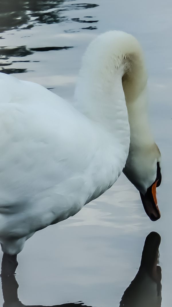  Schwan