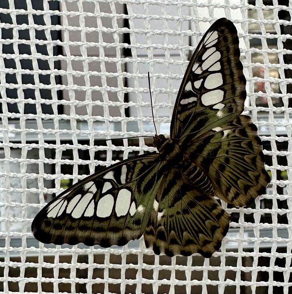  Schmetterlinge 🦋