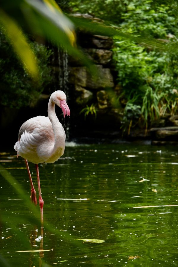  Flamingo