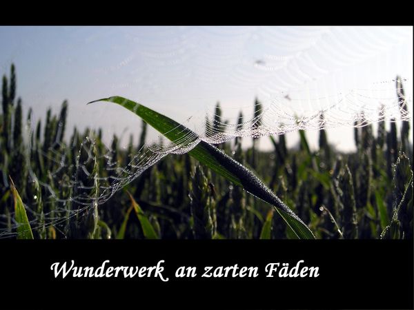  Wunderwerk an zarten Fäden