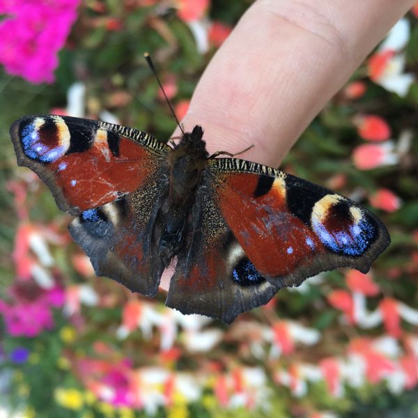  Schmetterling auf dem Finger