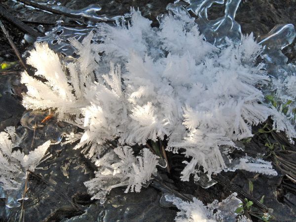  Eisblume