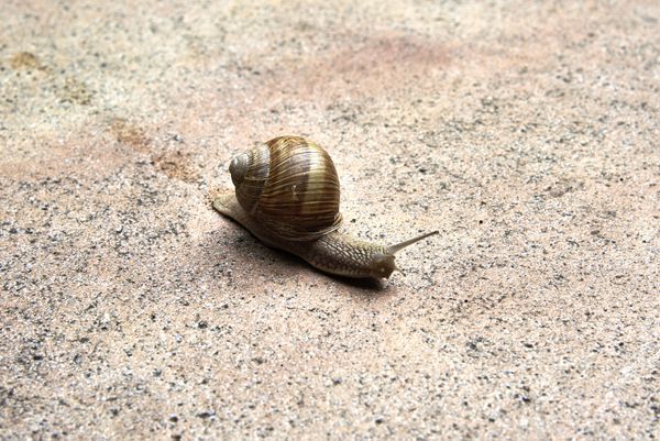 Schnecke
