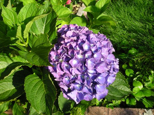  Hortensie