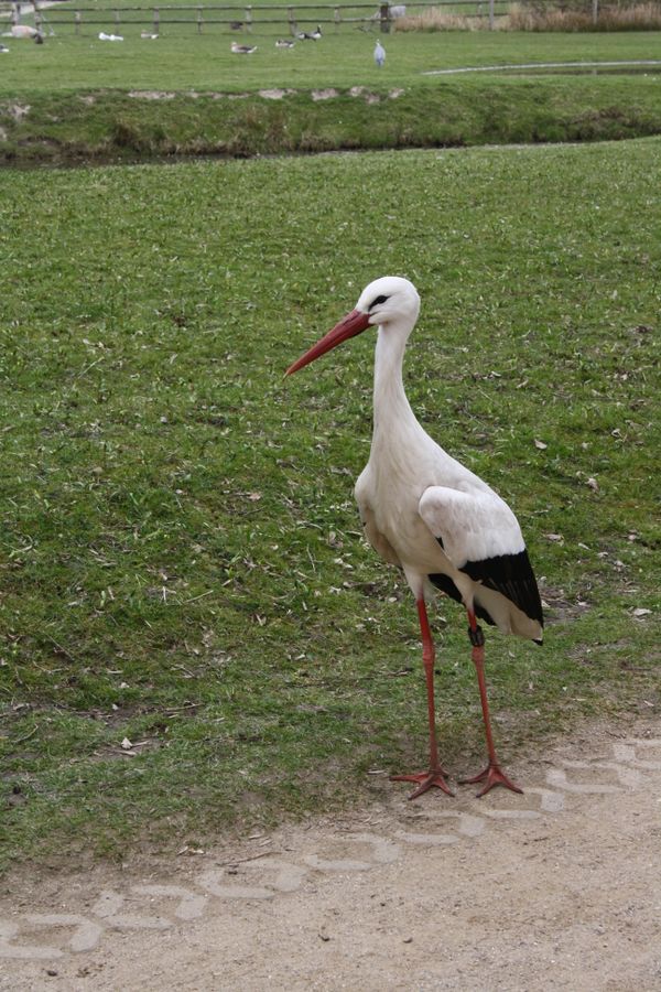  Ein Storch