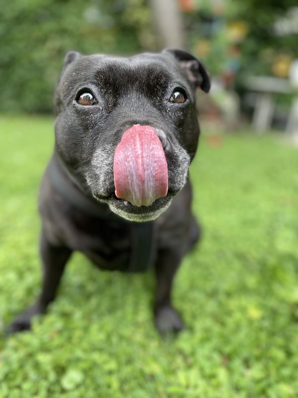  Staffordshire Bullterrier