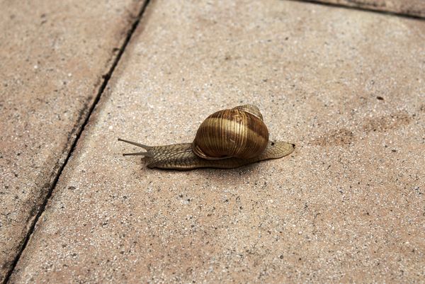  Schnecke