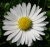  gänseblümchen