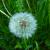  Pusteblume25